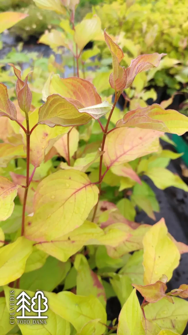 Cornus alba    'Byboughen' ('Neon Burst')